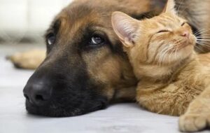 Без категорії - Реєстрація котів та собак: що треба знати