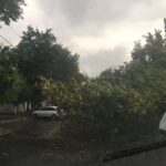 Новини України - На Прикарпатті через негоду впали дерева, без світла низка сіл