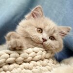 Новини культури - Гороскоп для всіх знаків зодіаку на вихідні 19-20 липня 2025 року