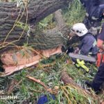 Новини України - На Одещині через падіння дерева загинув підліток