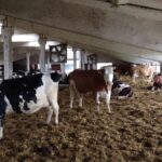 Новини України - У Черкаській області троє людей загинули на фермі