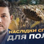 Врожай соняшника 2025: американський прогноз та українські реалії | Денис Марчук