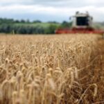 Новини України - В Україні прогнозують суттєве зменшення врожаю основних культур