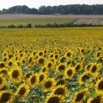 Новини бізнесу - На Запоріжжі окупанти зібрали рекордно низький урожай