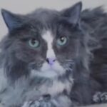 Новини Києва - Удар по Києву: з-під завалів врятували шістьох котів
