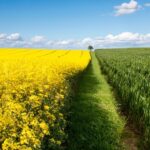 Новини бізнесу - В Україні зібрали понад 3,3 млн тонн ріпаку