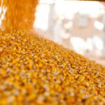 Новини бізнесу - Україна завершує жнива: результати за 2025 рік та прогнози на 2026-й