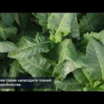 На Прикарпатті викрито незаконне виготовлення тютюну в промислових масштабах