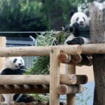 Новини світу - Китай поверне усіх панд із Японії вперше за 50 років