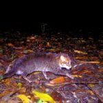 Технології - У Таїланді вперше за 30 років зафіксували рідкісну дику кішку