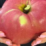 Новини України - В Україні виростили яблуко-гігант