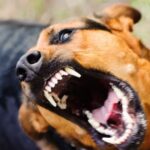 Новини України - На Закарпатті собаки покусали дітей, що попросилися в туалет при дорозі